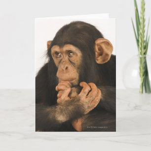 Carte Chimpanzé (troglodytes de casserole). Jeune