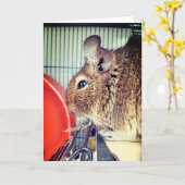 Carte Chinchilla (Fleur jaune)