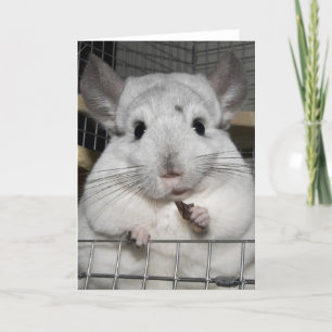 Carte Chinchilla nibbling a raisin!