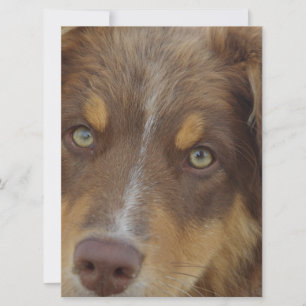 Carte chiot Aussie rouge tricolore