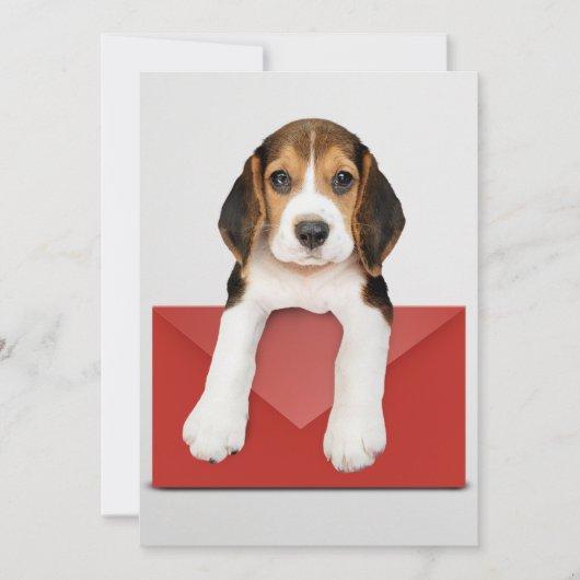 Carte Chiot beagle avec enveloppe rouge (Devant)