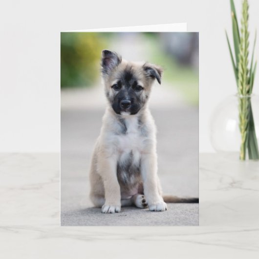 Carte Chiot berger allemand sur le sentier (Devant)