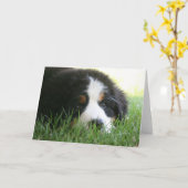 Carte Chiot bernois (Fleur jaune)