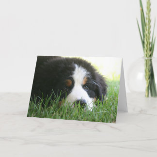 Carte Chiot bernois