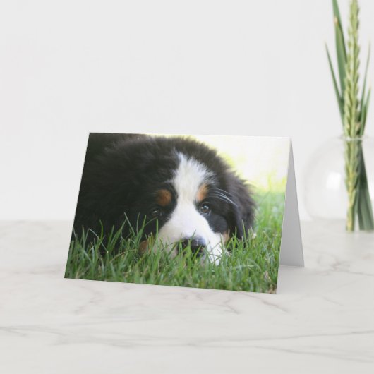 Carte Chiot bernois (Devant)