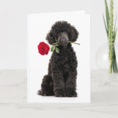 Carte Chiot Caniche Noir pour la Saint-Valentin – Douce (Devant)