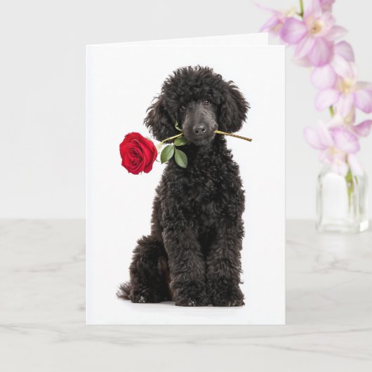 Carte Chiot Caniche Noir pour la Saint-Valentin – Douce (Orchidée)