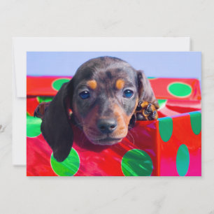 Carte Chiot Dachshund dans la boîte cadeau