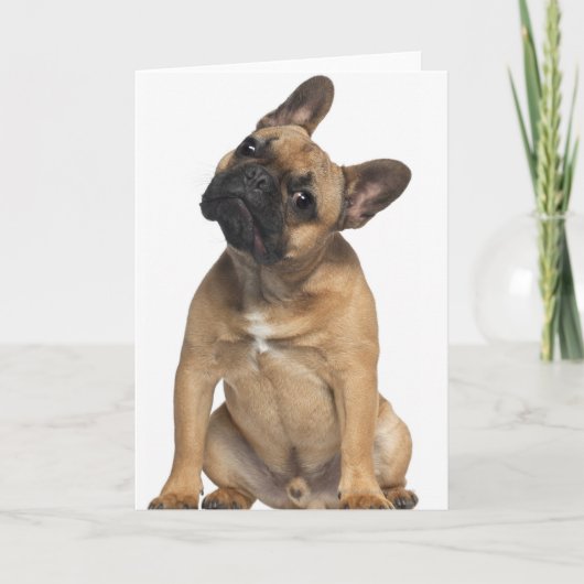 Carte Chiot de bouledogue français (7 mois) (Devant)