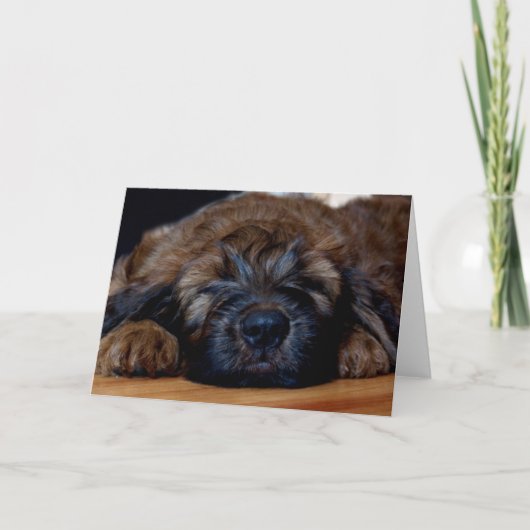 Carte chiot de briard (Devant)