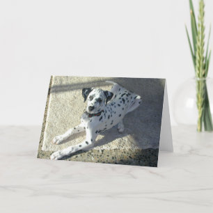 Carte Chiot de Dalmation