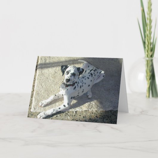 Carte Chiot de Dalmation (Devant)