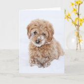 Carte Chiot De Goldendoodle Avec La Neige À La Face (Fleur jaune)