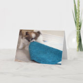 Carte Chiot de Havanese déplaçant sa couverture (Devant)