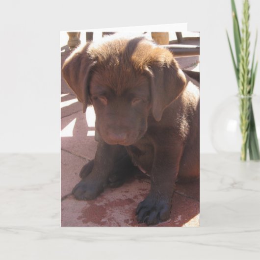 Carte Chiot de Labrador de chocolat (Devant)