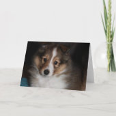 Carte Chiot de Sheltie (Devant)
