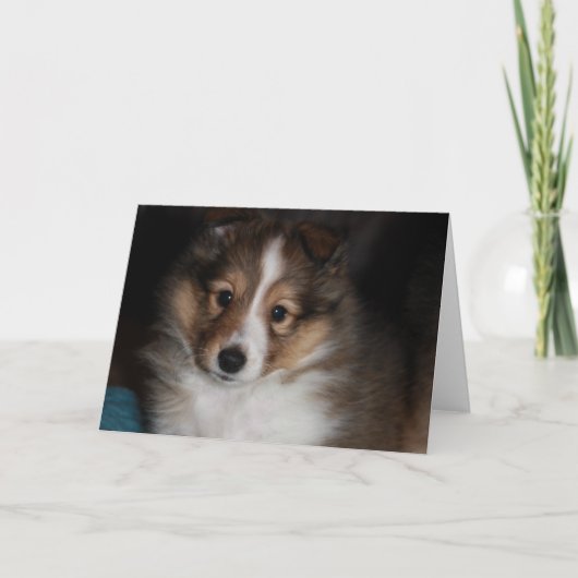 Carte Chiot de Sheltie (Devant)