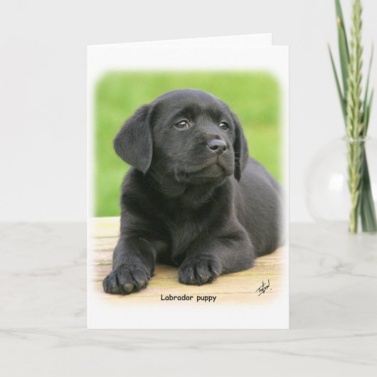 Carte Chiot du Labrador 9Y267D-109 (Devant)