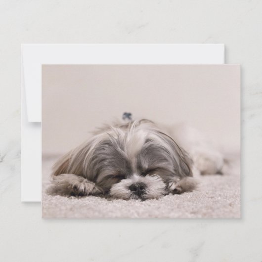 Carte Chiot endormi (Devant)