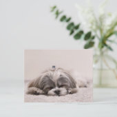 Carte Chiot endormi (Debout devant)