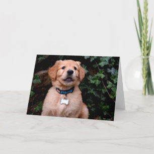 Carte Chiot Golden Retriever