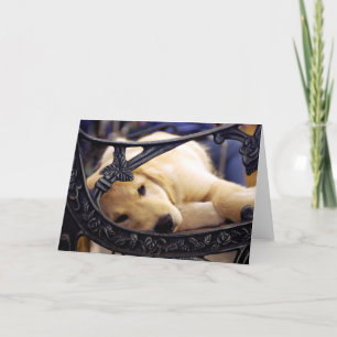 Carte Chiot Golden Retriever