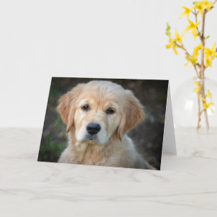 Carte Chiot Golden Retriever