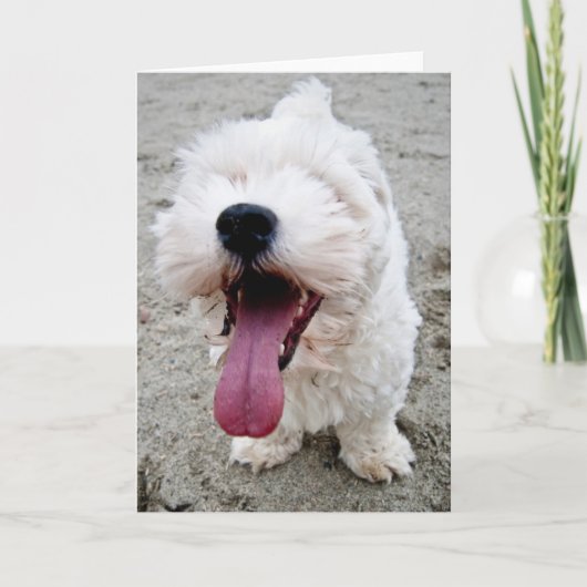 Carte Chiot heureux de Malteese (Devant)