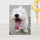 Carte Chiot heureux de Malteese (Fleur jaune)