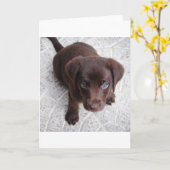 Carte chiot lab chocolat assis deuxième (Fleur jaune)