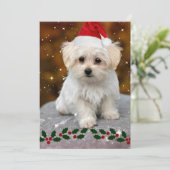 Carte Chiot maltais à Noël (Debout devant)