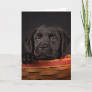 Carte Chiot noir de labrador retriever dans un panier
