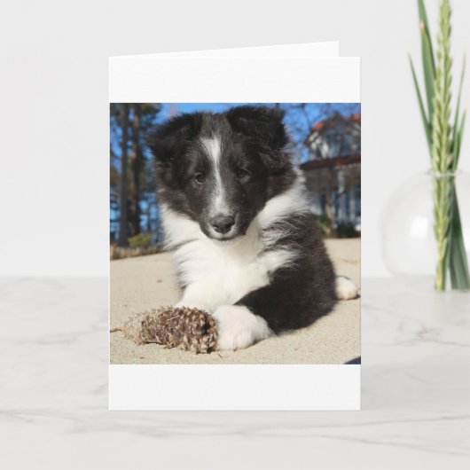 Carte chiot noir et blanc (Devant)