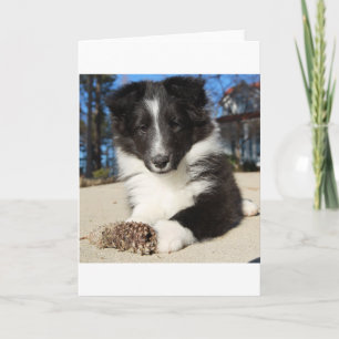 Carte chiot noir et blanc