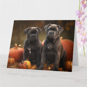 Carte Chiots Cane Corso Délice d'Automne Citrouille