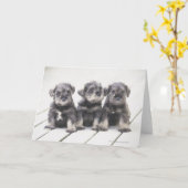 Carte Chiots de Schnauzer miniature (Fleur jaune)