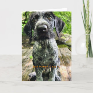 Carte Chiots Pointer Allemand à Poil Dur Dis Bonjo