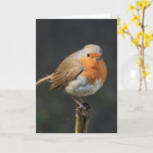 Carte Chirpy Robin (Fleur jaune)