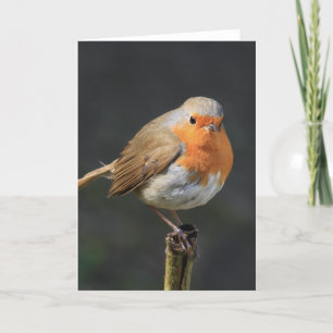 Carte Chirpy Robin