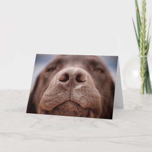 Carte Chocolat Labrador Closeuse du nez (Devant)