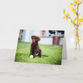 Carte Chocolat Labrador Puppy Avec Tennis Ball (Fleur jaune)