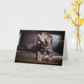 Carte Chocolat labrador retriever (Fleur jaune)