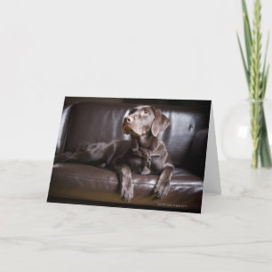 Carte Chocolat labrador retriever