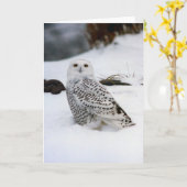 Carte Chouette neigeuse dans les ombres du soir (Fleur jaune)