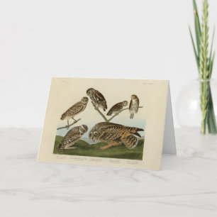 Carte Chouettes brulantes - d'Audubon's Birds of America