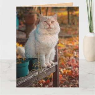 CARTE CHRÉTIEN CHAT ANNIVERSAIRE PHILIPPIENS 1:3 VERRE