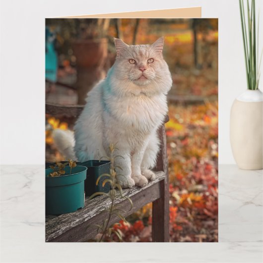 CARTE CHRÉTIEN CHAT PENSE À VOUS PHILIPPIENS 1:3 (Devant)