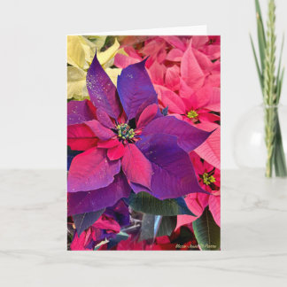 Carte Christmas Poinsettias