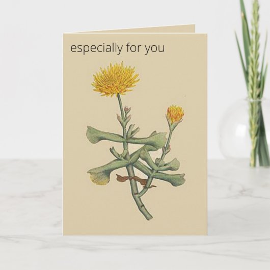 Carte Chrysanthème Figuier à Feuilles de Hachette Botani (Devant)