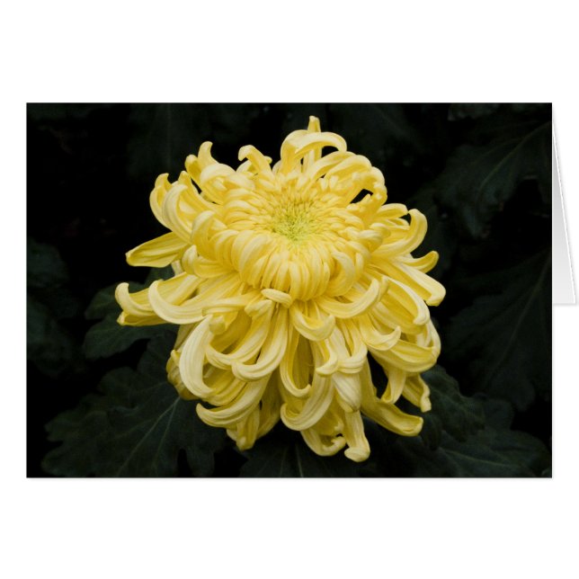 Carte Chrysanthème jaune (Devant horizontal)